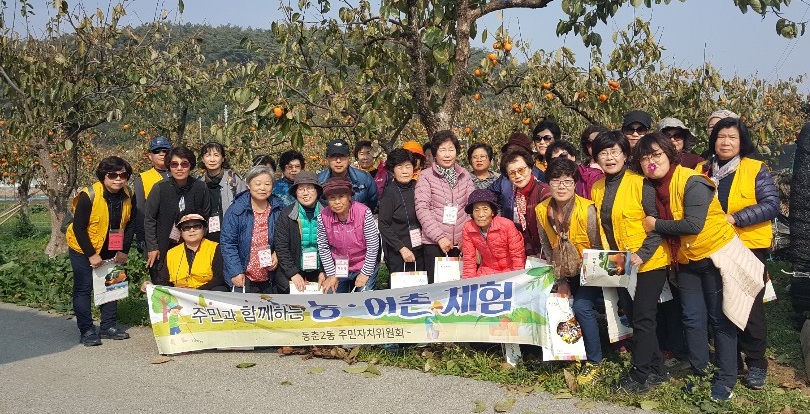 동춘2동 살맛나는 동네 가을나들이 감 따기 체험의 1번째 이미지