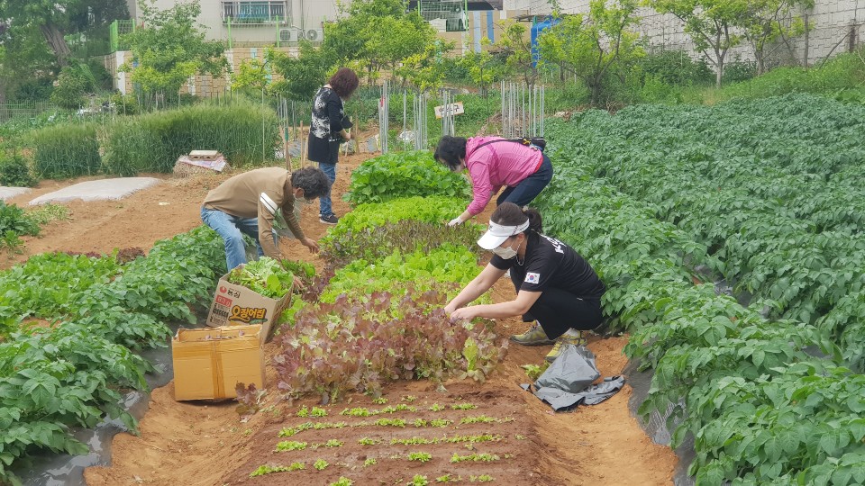 동춘1동 주민자치회, 텃밭 가꿔 소외계층 나눔의 1번째 이미지